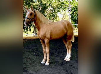 Lusitanos Mestizo, Semental, 2 años, 164 cm, Perla