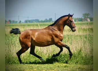 Lusitanos, Semental, 2 años, 165 cm, Castaño