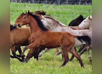 Lusitanos, Semental, 2 años, 165 cm, Castaño rojizo