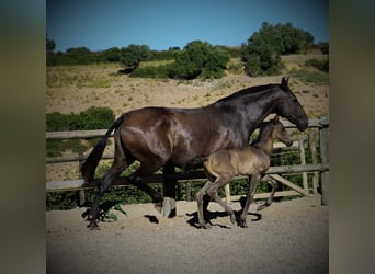 Lusitanos, Semental, 2 años, 165 cm, Negro