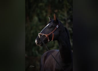 Lusitanos Mestizo, Semental, 2 años, 170 cm, Negro