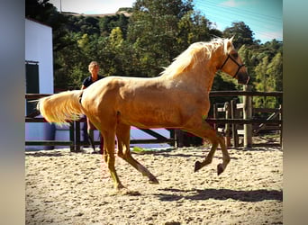 Lusitanos, Semental, 2 años, 170 cm, Palomino
