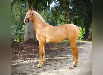 Lusitanos, Semental, 2 años, 170 cm, Palomino