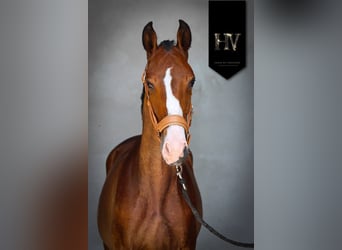 Lusitanos, Semental, 2 años, Castaño