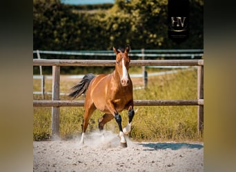 Lusitanos, Semental, 2 años, Castaño