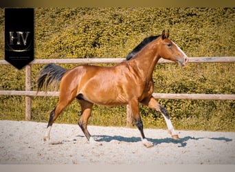 Lusitanos, Semental, 2 años, Castaño