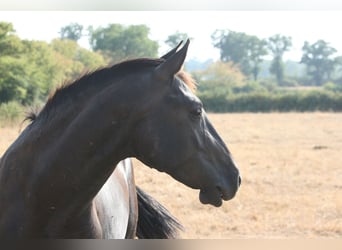 Lusitanos, Semental, 2 años, Castaño oscuro