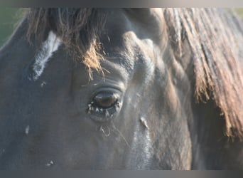 Lusitanos, Semental, 2 años, Castaño oscuro