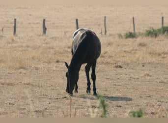 Lusitanos, Semental, 2 años, Castaño oscuro