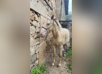 Lusitanos Mestizo, Semental, 2 años, Perla