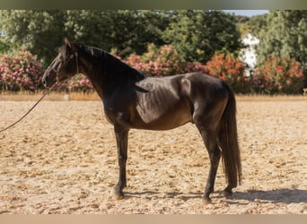 Lusitanos, Semental, 3 años, 155 cm, Negro