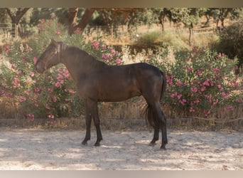 Lusitanos, Semental, 3 años, 155 cm, Negro