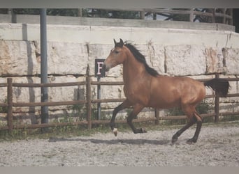Lusitanos, Semental, 3 años, 158 cm, Castaño rojizo