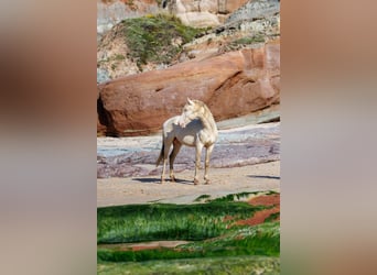 Lusitanos, Semental, 3 años, 158 cm, Perlino
