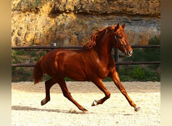 Lusitanos, Semental, 3 años, 159 cm, Alazán