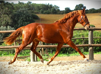 Lusitanos, Semental, 3 años, 159 cm, Alazán