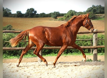 Lusitanos, Semental, 3 años, 159 cm, Alazán