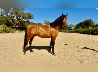 Lusitanos, Semental, 3 años, 159 cm, Buckskin/Bayo