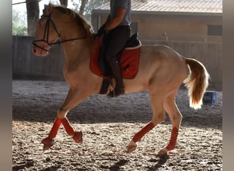 Lusitanos, Semental, 3 años, 159 cm, Cremello