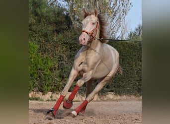 Lusitanos, Semental, 3 años, 159 cm, Cremello