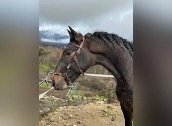 Lusitanos, Semental, 3 años, 159 cm, Tordo ruano