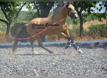 Lusitanos, Semental, 3 años, 160 cm, Buckskin/Bayo