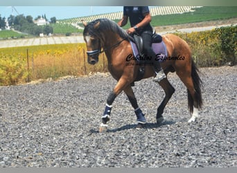 Lusitanos, Semental, 3 años, 160 cm, Buckskin/Bayo