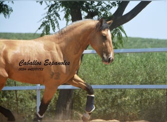Lusitanos, Semental, 3 años, 160 cm, Buckskin/Bayo