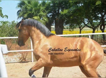 Lusitanos, Semental, 3 años, 160 cm, Buckskin/Bayo