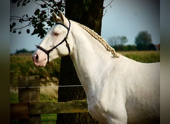 Lusitanos, Semental, 3 años, 160 cm, Cremello