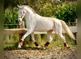 Lusitanos, Semental, 3 años, 160 cm, Cremello