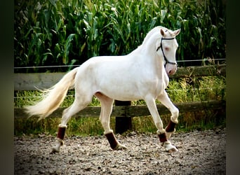 Lusitanos, Semental, 3 años, 160 cm, Cremello