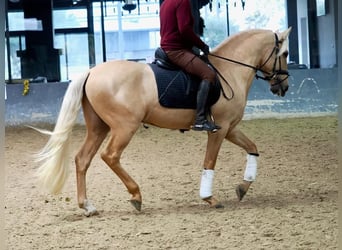 Lusitanos, Semental, 3 años, 160 cm, Palomino