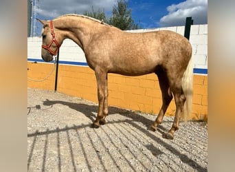 Lusitanos, Semental, 3 años, 160 cm, Palomino
