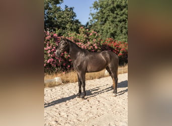 Lusitanos, Semental, 3 años, 160 cm, Porcelana