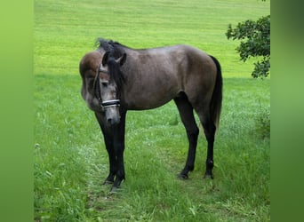 Lusitanos, Semental, 3 años, 160 cm, Tordo