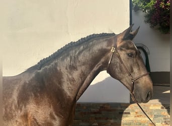 Lusitanos, Semental, 3 años, 160 cm, Tordo