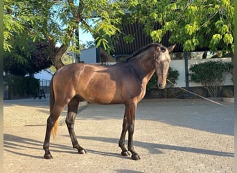 Lusitanos, Semental, 3 años, 160 cm, Tordo