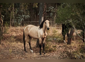 Lusitanos, Semental, 3 años, 161 cm, Buckskin/Bayo
