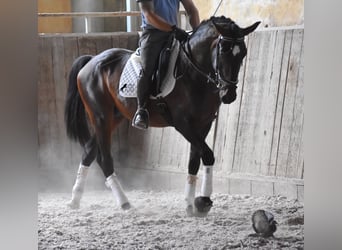 Lusitanos, Semental, 3 años, 161 cm, Castaño