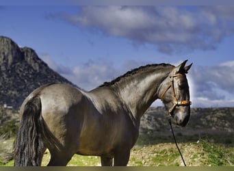 Lusitanos, Semental, 3 años, 161 cm, Grullo