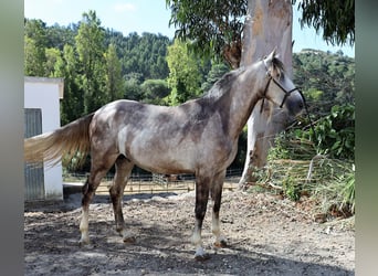 Lusitanos, Semental, 3 años, 161 cm, Porcelana
