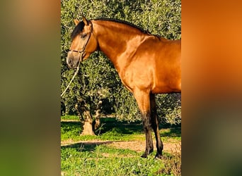 Lusitanos, Semental, 3 años, 162 cm, Buckskin/Bayo