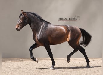 Lusitanos Mestizo, Semental, 3 años, 162 cm, Castaño