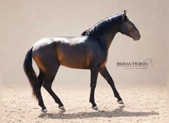 Lusitanos Mestizo, Semental, 3 años, 162 cm, Castaño