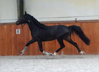 Lusitanos Mestizo, Semental, 3 años, 162 cm, Castaño oscuro