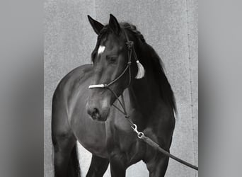 Lusitanos Mestizo, Semental, 3 años, 162 cm, Castaño oscuro