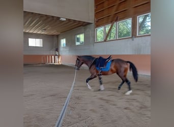 Lusitanos, Semental, 3 años, 162 cm, Castaño oscuro