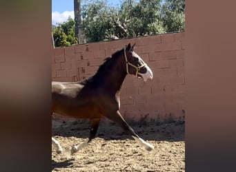 Lusitanos Mestizo, Semental, 3 años, 162 cm, Castaño rojizo