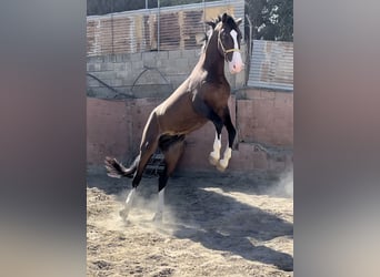 Lusitanos Mestizo, Semental, 3 años, 162 cm, Castaño rojizo